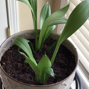 Meet your Posher, Dorine